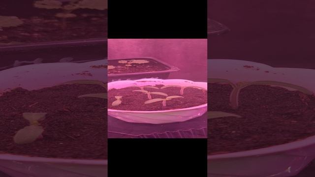 Первые посевы томатами. 
Каменный цветок