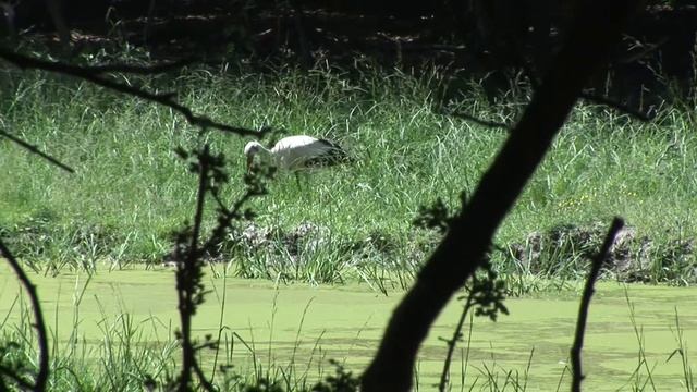 NACIONALNI PARK Fruška gora смотреть онлайн
