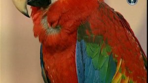 В мире животных с Николаем Дроздовым 2013 г Выпуск - 9