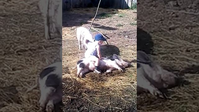 три веселых поросенка)) смотреть онлайн