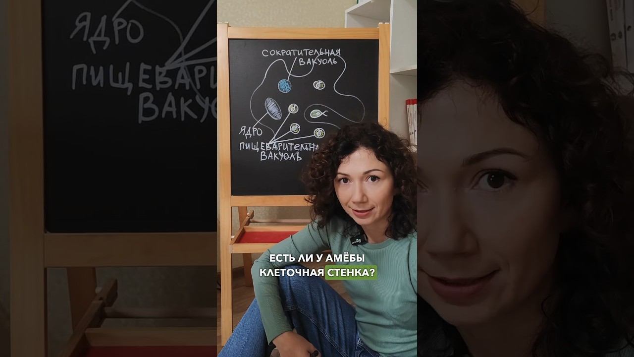 Амеба - микроскопическое одноклеточное существо. #биологияссемочкиной #подготовкакегэбиология смотреть онлайн