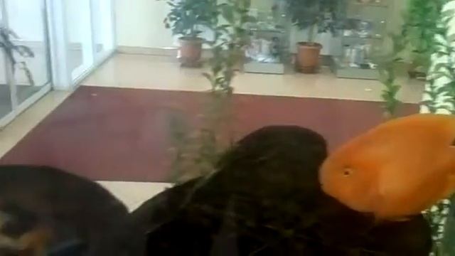золотые рыбки смотреть онлайн