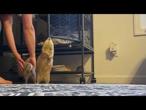 Yahoos to start the day! смотреть онлайн