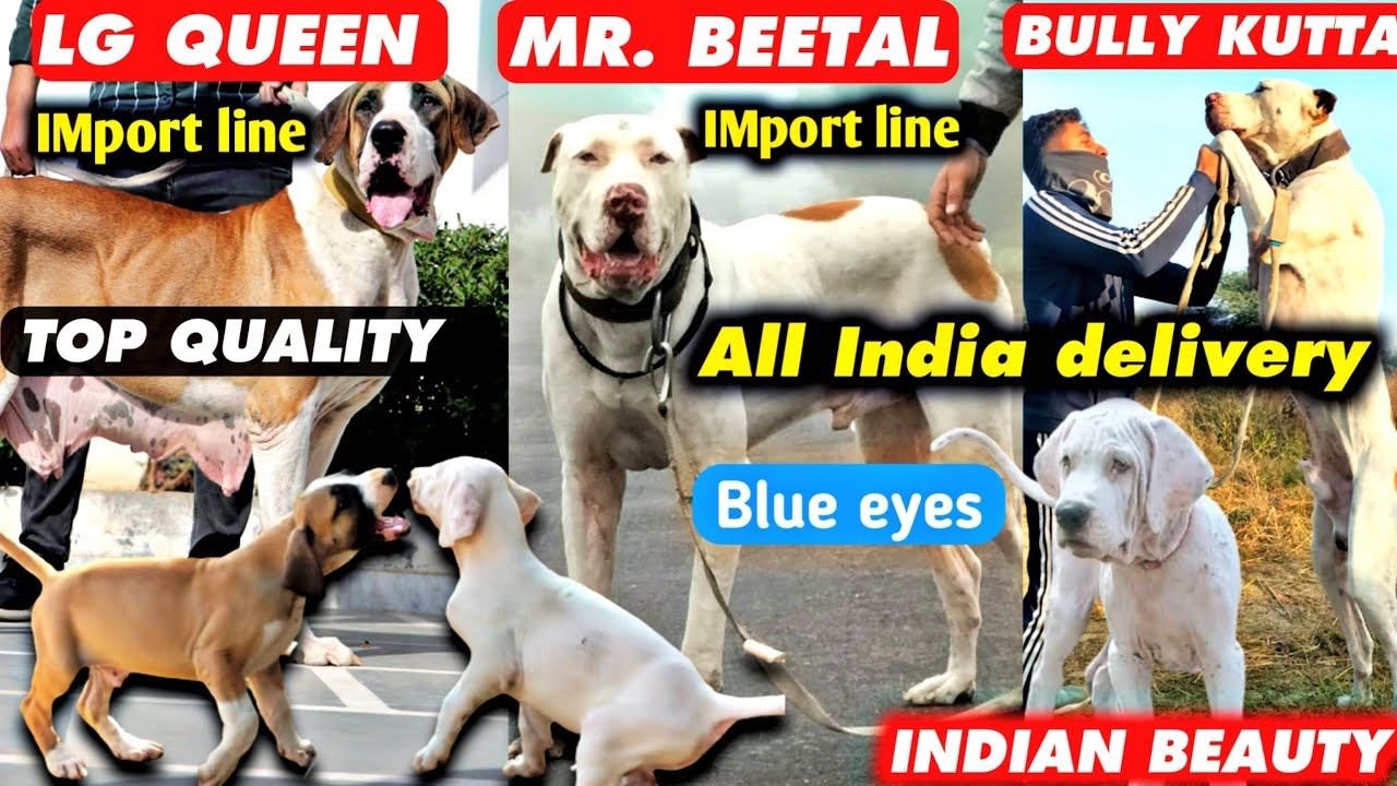 BLADE LINE | High quality bully kutta puppies | Indian mastiff | largest dog |@EynathegsdLife смотреть онлайн