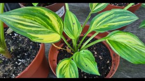 Самые эксклюзивные хосты в моем саду - Редкие сорта #Юлияисад #хосты #Обзор #Новые_сорта #Страйковы