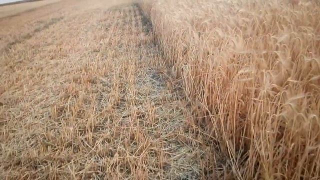 уборка 2019 озимый ячмень смотреть онлайн