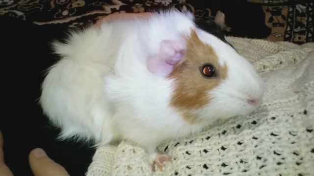 БЕРЕМЕННОСТЬ И РАЗМНОЖЕНИЕ МОРСКИХ СВИНОК смотреть онлайн