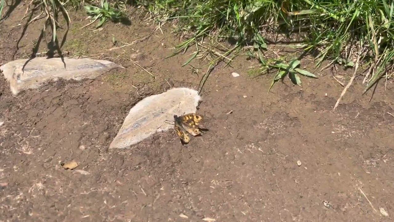 Zoology Live 22: Make a digital collection смотреть онлайн