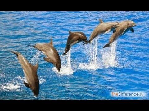 Дельфины.Остров Cozumel. Мексика-2018 смотреть онлайн