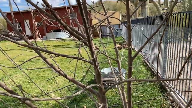 Are We Too Late? Pruning apple and mulberry trees in January | Zone 9B Homestead смотреть онлайн