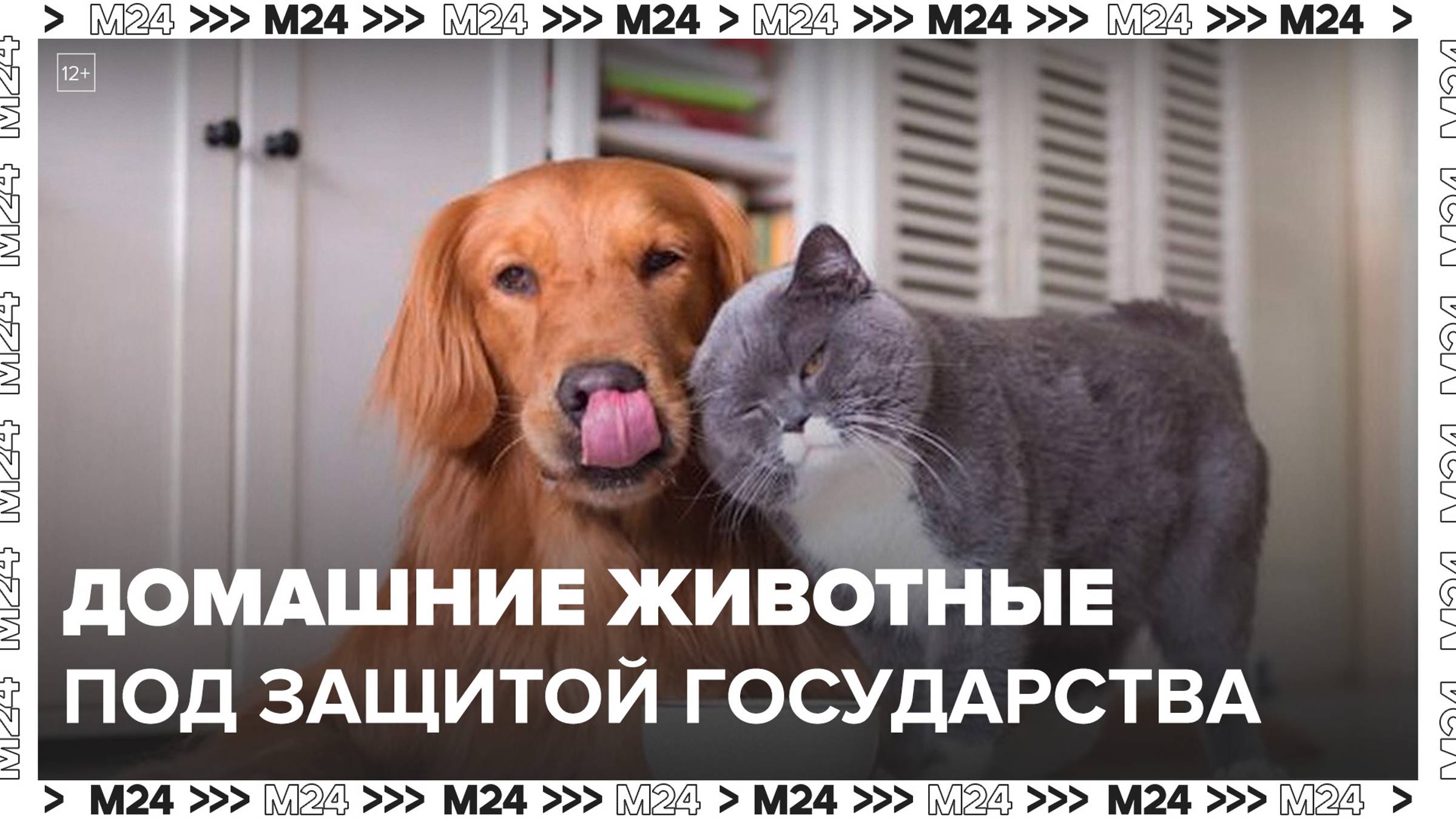 Закон о штрафах за неправильное содержание домашних животных приняли в России - Москва 24