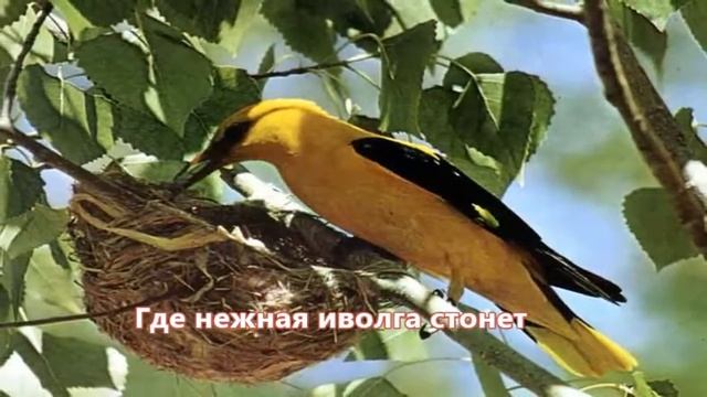 Видеопоэзия. Н. Заболоцкий. Я трогал листы эвкалипта смотреть онлайн