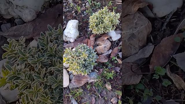 Ажурные бересклеты смотреть онлайн