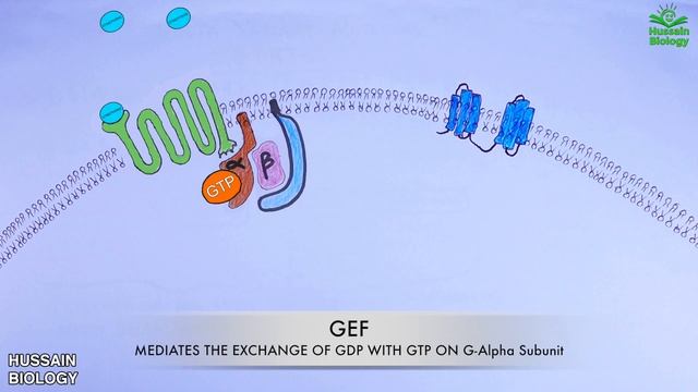 Epinephrine Signaling Pathway смотреть онлайн