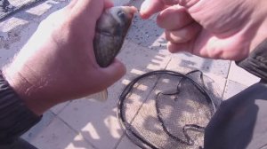 РЫБАЛКА НА КАРАСЯ РАННИМ УТРОМ. ВОНЬ НА ВЕСЬ ВОДОЕМ. ПРИШЛИ КАРАСИ С ДРУГОГО БЕРЕГА