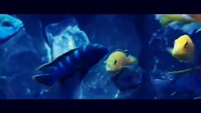 MBUNA African Cichlids смотреть онлайн