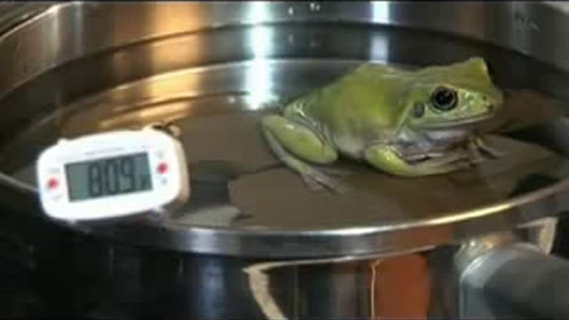 27_Boiling Frog Syndrome - Have You Become a Boiled Frog - YouTube смотреть онлайн