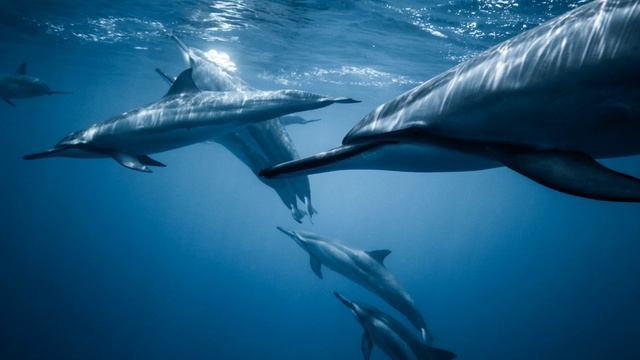 Relaxing music for sleep that will help relieve stress × A calm atmosphere for yoga and meditation смотреть онлайн