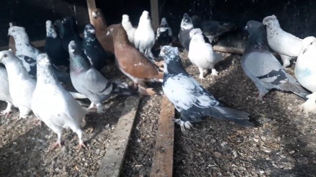 KABUTAR SOTILADI доставка бор #ахмаджон #голуби #kabutar #pigeon #kabootar #kabootarbazi #асака смотреть онлайн