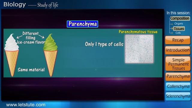 Simple Permanent Tissue | Biology | Letstute
