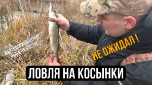 Ловля на КОСЫНКИ / что смогу поймать за пол часа / рыба на костре / неожиданный улов!