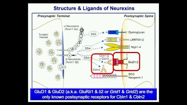 Louis A. Bloomfield Memorial Lecture - "The Molecular Machinery of Synapse Organization" смотреть онлайн
