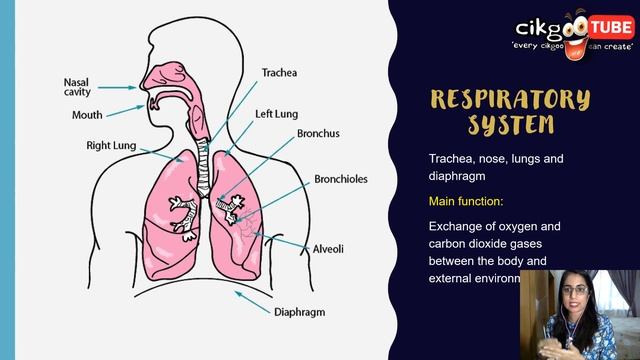 BIOLOGY KSSM FORM 4: 2.4 LEVELS OF ORGANISATION IN MULTICELLULAR ORGANISMS смотреть онлайн