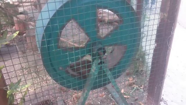 Белка в колесе. Squirrel in the circle. смотреть онлайн