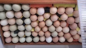 Инкубатор Норма Луппер С10. Инструкция по применению.