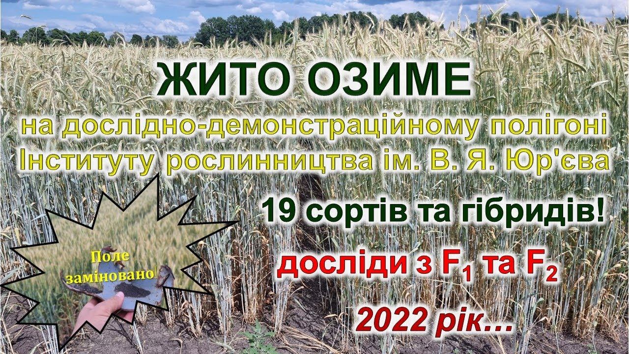 Огляд сортів та гібридів жита озимого на полігоні Інституту рослинництва ім. В. Я. Юр'єва смотреть онлайн