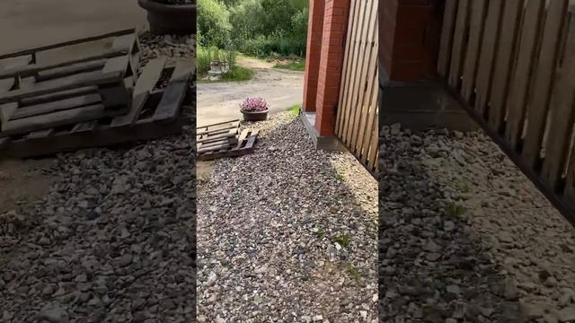 Мой первый в жизни газон! Посадили за пару дней! Смотрите какой результат через три месяца! смотреть онлайн