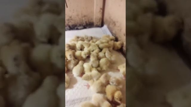 Птичий детский сад на канале Универсам