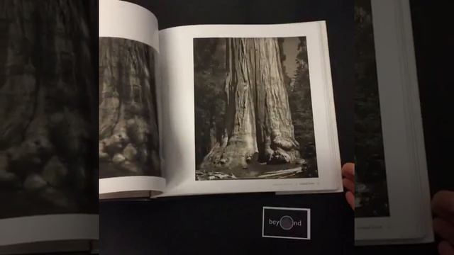 Ancient Trees: Portraits of Time by Beth Moon смотреть онлайн