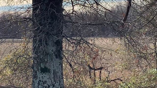 Birdie on a Blind Snow Goose Retrieve смотреть онлайн