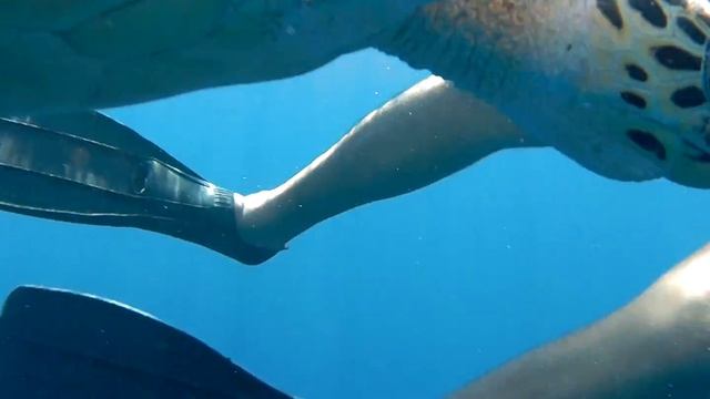 Incontro con tartaruga marina. Sharm El Sheik 2018 01 02 смотреть онлайн