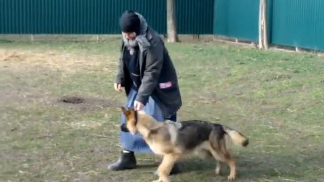 Поиск палочки с отвлекающим моментом смотреть онлайн