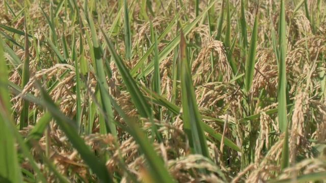 Nestlé Purina Rice Stewardship смотреть онлайн