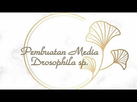 Pembuatan Medium Drosophila sp. (Lalat buah)_Praktikum Genetika смотреть онлайн