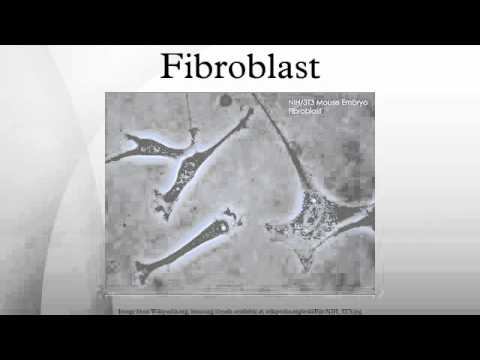 Fibroblast смотреть онлайн