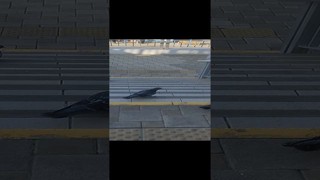 Анапские голуби. Совсем ручные