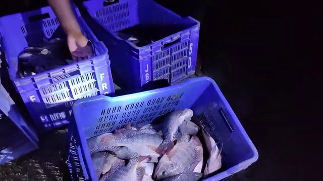 প্রোবায়োটিক দিতে মাছ চাষ পর্ব-৩৯ || Agro Shop Bangladesh смотреть онлайн