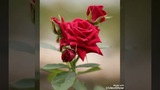 Canım Canan Gozum Canan