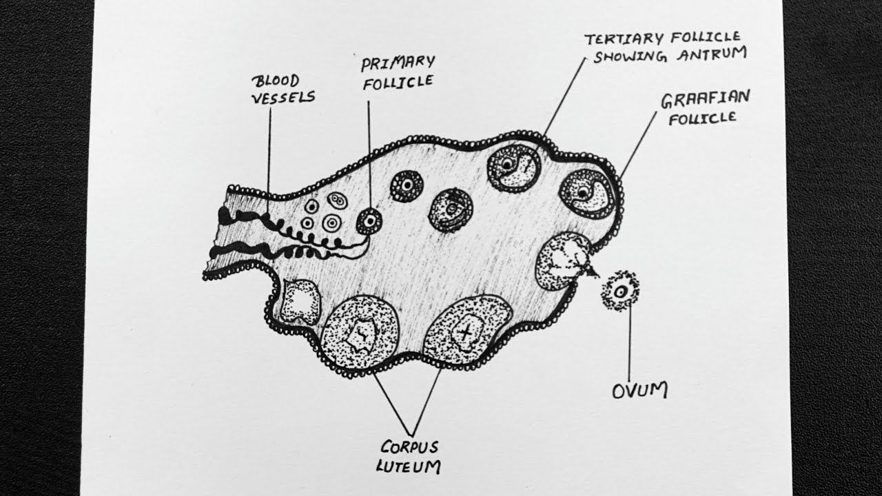 Diagrammatic Sectional View Of Ovary || Labelled Diagram Of Ovary || Class 12 || Biology смотреть онлайн