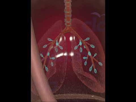 Fetus Development Stage 19 (3D Animation) смотреть онлайн