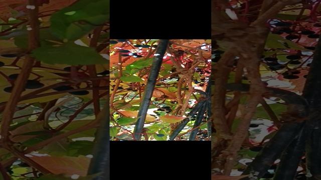 такой вот у нас балкон.