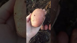 Манифест. Вкусный картофель родом из Беларуси