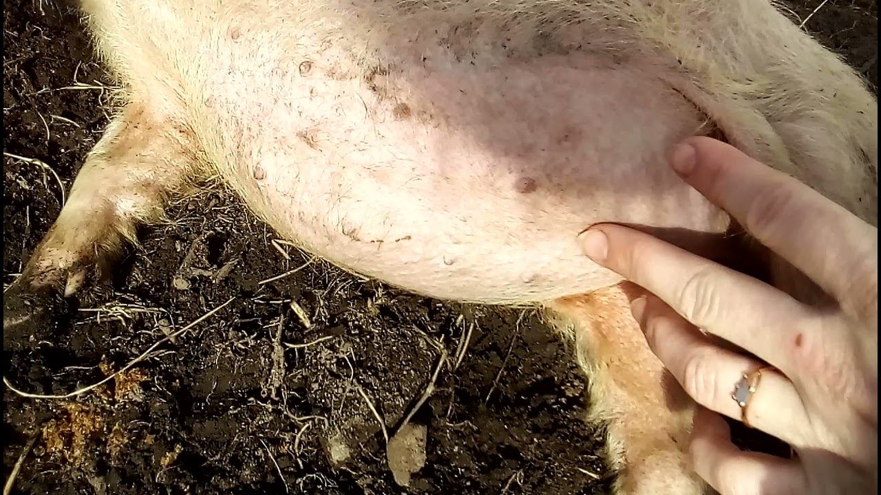 Мутации у свиней/Muscle Mutated Pigs смотреть онлайн
