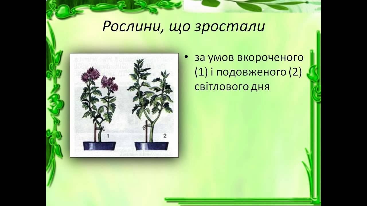 Презентація Ріст та розвиток смотреть онлайн