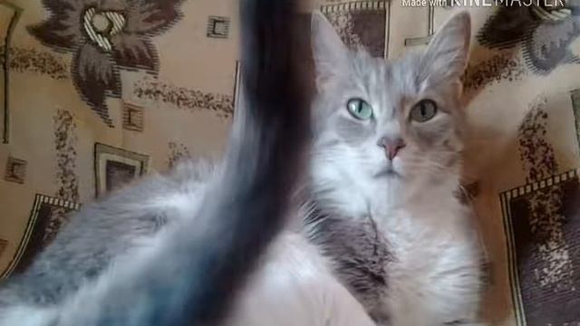 Самые смешные фото моей кошки. Ржач! смотреть онлайн