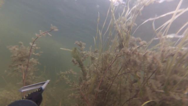 Сазан на Рясном смотреть онлайн